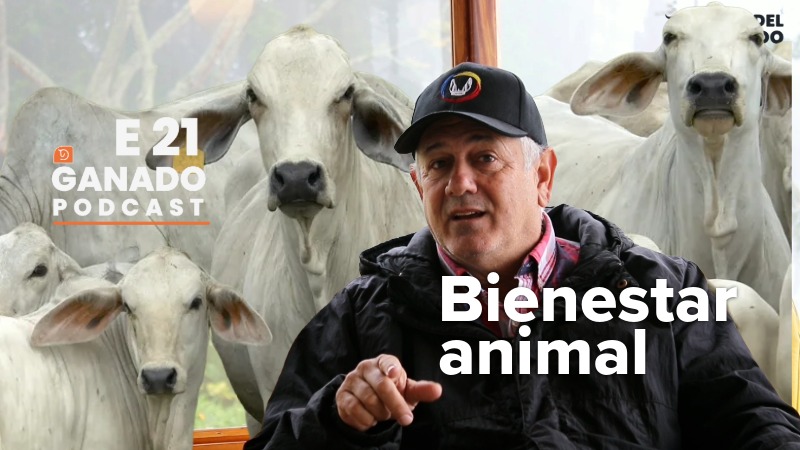 Bienestar animal y producción ganadera