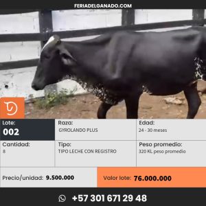 8 VACAS GYROLANDAS DE 24 - 30 MESES CON REGISTRO - LOTE 002 - Imagen 1