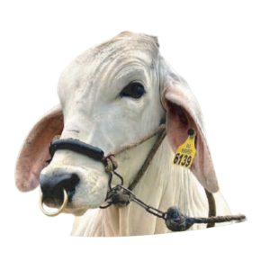 ARGOLLA NARIGUERA - Imagen 2